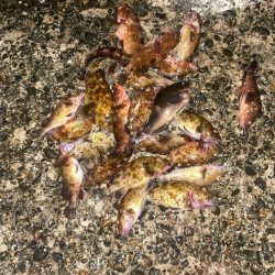 ホタルイカでメジナ