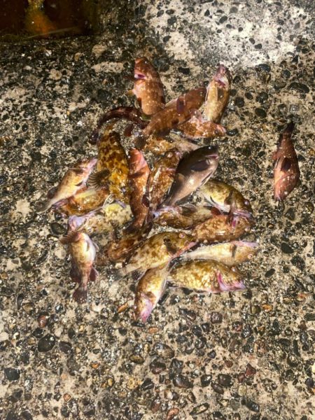 ホタルイカでメジナ