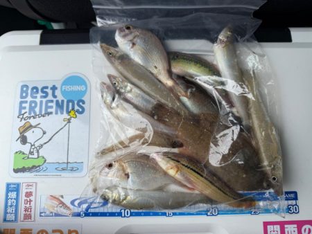 シロギス釣り🎣