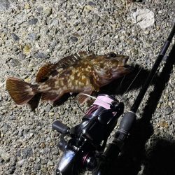 初メバリングで良型メバル!!