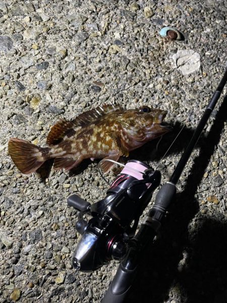 初メバリングで良型メバル!!