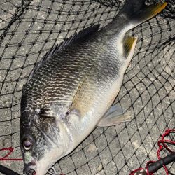 ヘチってきました