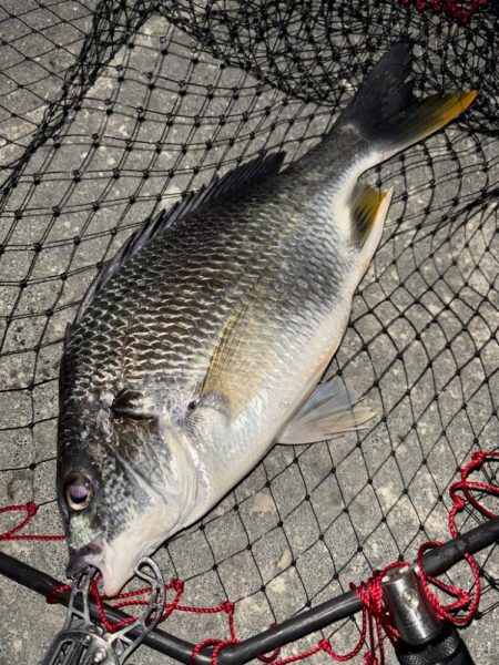 ヘチってきました