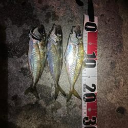 神戸空港アジング