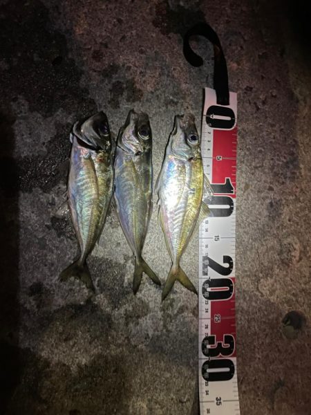 神戸空港アジング