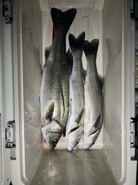 久しぶりのスズキさん