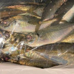 数釣りアジング