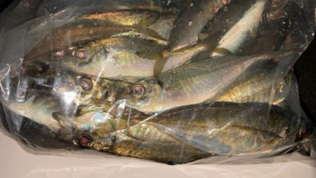 数釣りアジング