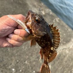 久しぶりのアコウ調査