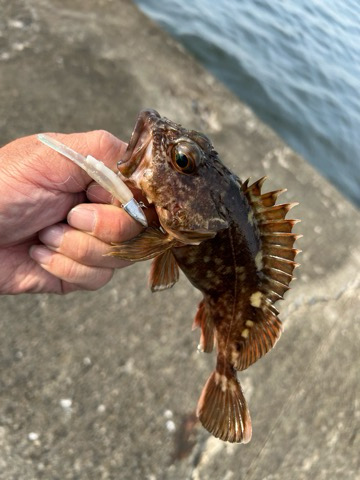 久しぶりのアコウ調査