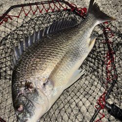 ヘチってきました