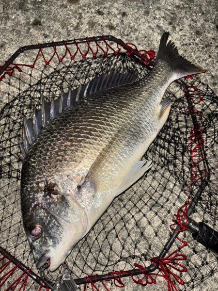 ヘチってきました