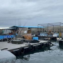 初めてのイシガキダイGET♪