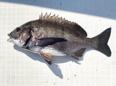 2025.5Mission大阪湾のつり①