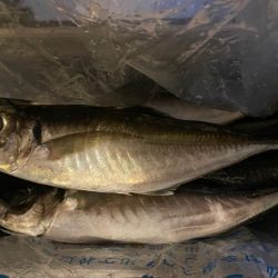 ナイトバチコン