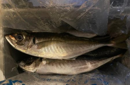 ナイトバチコン