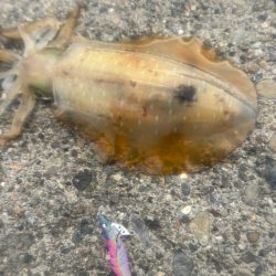 春イカ　爆釣でした