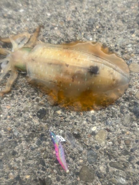 春イカ　爆釣でした