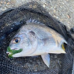 キビレ4、チヌ1