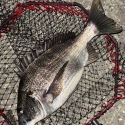 ヘチってきました