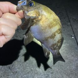 深夜のメバリング