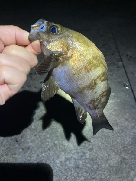 深夜のメバリング