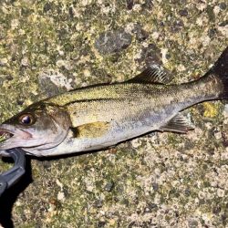 GW後半3日目でやっと釣果を報告できる事に！！