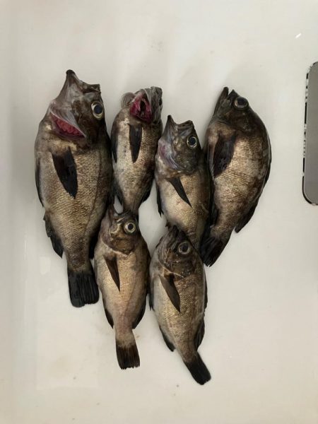 東二見メバル18