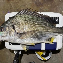 43cmのビッグな外道!