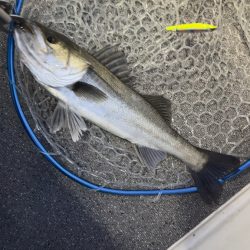 シーバス/キャスティング