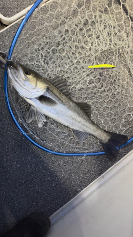 シーバス/キャスティング