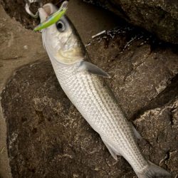 GWはどうでしょう？