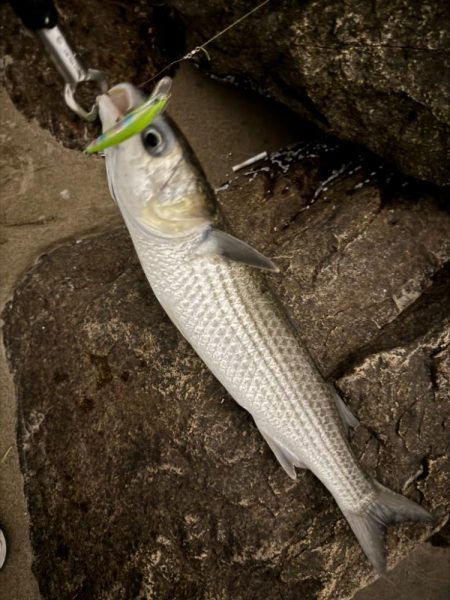 GWはどうでしょう？