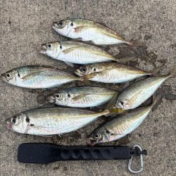 アジングでロックフィシングも！