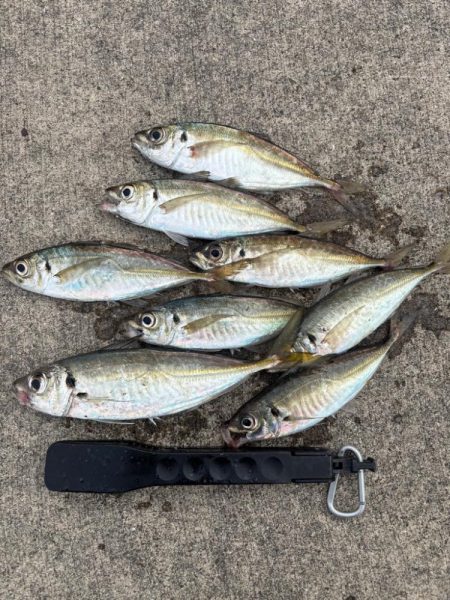 アジングでロックフィシングも！