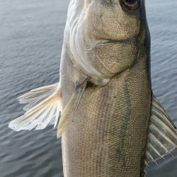 シーバスイワシパターン