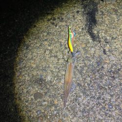 エギングでショアレッド降臨