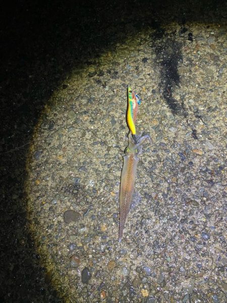 エギングでショアレッド降臨