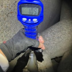 春アオリ🦑!開幕!!(^o^)/