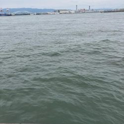 今年初の大阪湾奥。蛸散歩。。