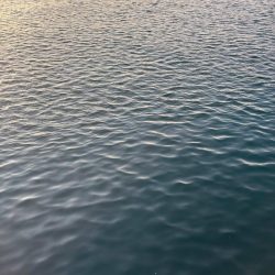 ナイトから朝マズメエギング