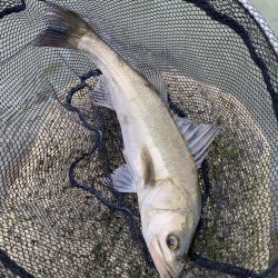 キビレ2、シーバス1