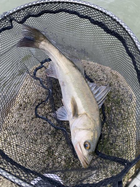 キビレ2、シーバス1