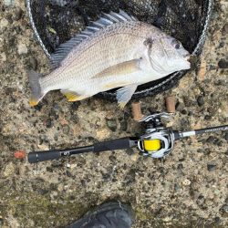 春爆？チニング