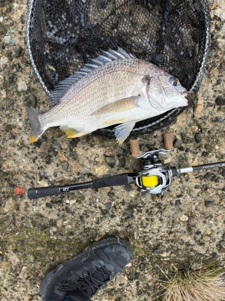 春爆？チニング