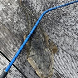 サビキ釣りとノマセ