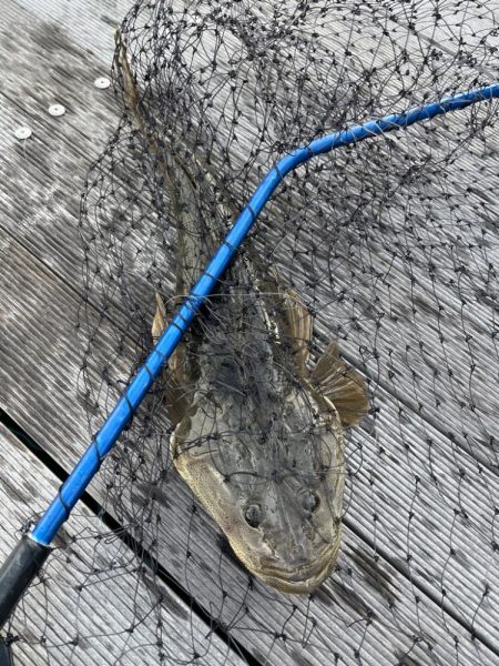 サビキ釣りとノマセ