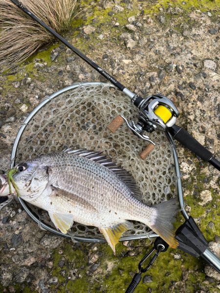 淀川午後チニング