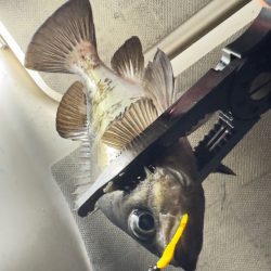 メバル・アジ/メバリング・アジング