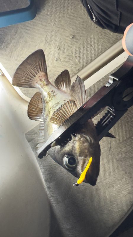 メバル・アジ/メバリング・アジング